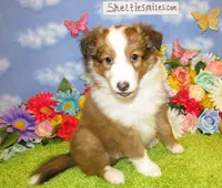 Girl 6 Sable and White Sheltie Puppy, a female Shetland Sheepdog for sale in Oregon City, OR – 5 of 10
