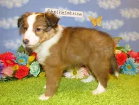 Girl 6 Sable and White Sheltie Puppy, a female Shetland Sheepdog for sale in Oregon City, OR – 10 of 10