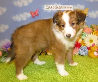 Girl 6 Sable and White Sheltie Puppy, a female Shetland Sheepdog for sale in Oregon City, OR – 9 of 10