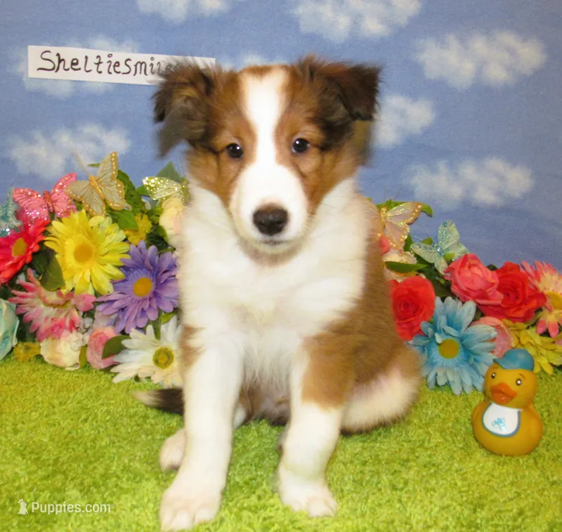 Boy 2 Sable and White Sheltie Puppy – Shetland Sheepdog puppy for sale in Oregon City, OR