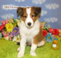 Boy 2 Sable and White Sheltie Puppy, a male Shetland Sheepdog for sale in Oregon City, OR – 1 of 10