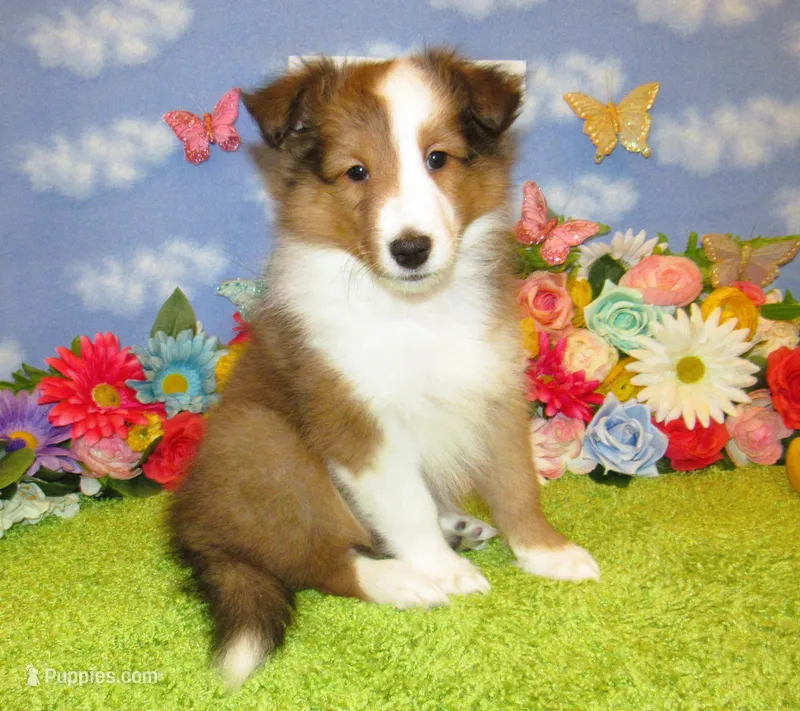 Girl 5 Sable and White Sheltie Puppy – Shetland Sheepdog puppy for sale in Oregon City, OR