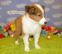 Boy 3 Sable and White Sheltie Puppy, a male Shetland Sheepdog for sale in Oregon City, OR – 7 of 10