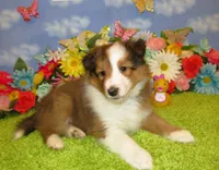 Girl 5 Sable and White Sheltie Puppy, a female Shetland Sheepdog for sale in Oregon City, OR – 3 of 10