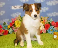 Boy 2 Sable and White Sheltie Puppy, a male Shetland Sheepdog for sale in Oregon City, OR – 7 of 10