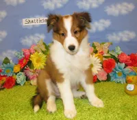 Boy 2 Sable and White Sheltie Puppy, a male Shetland Sheepdog for sale in Oregon City, OR – 8 of 10