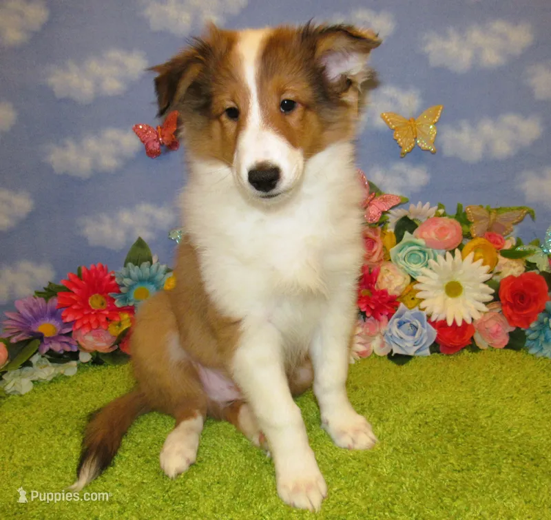 Boy 3 Sable and White Sheltie Puppy – Shetland Sheepdog puppy for sale in Oregon City, OR