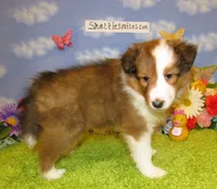Girl 5 Sable and White Sheltie Puppy, a female Shetland Sheepdog for sale in Oregon City, OR – 9 of 10