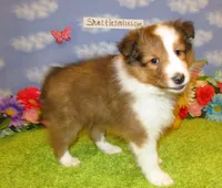 Girl 5 Sable and White Sheltie Puppy, a female Shetland Sheepdog for sale in Oregon City, OR – 5 of 10