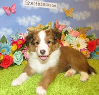 Girl 6 Sable and White Sheltie Puppy, a female Shetland Sheepdog for sale in Oregon City, OR – 4 of 10
