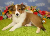 Boy 3 Sable and White Sheltie Puppy, a male Shetland Sheepdog for sale in Oregon City, OR – 2 of 10