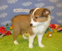 Boy 3 Sable and White Sheltie Puppy, a male Shetland Sheepdog for sale in Oregon City, OR – 10 of 10