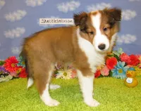 Boy 2 Sable and White Sheltie Puppy, a male Shetland Sheepdog for sale in Oregon City, OR – 3 of 10