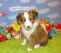 Girl 6 Sable and White Sheltie Puppy, a female Shetland Sheepdog for sale in Oregon City, OR – 6 of 10