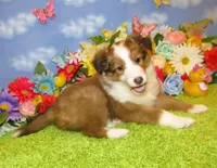 Girl 6 Sable and White Sheltie Puppy, a female Shetland Sheepdog for sale in Oregon City, OR – 3 of 10