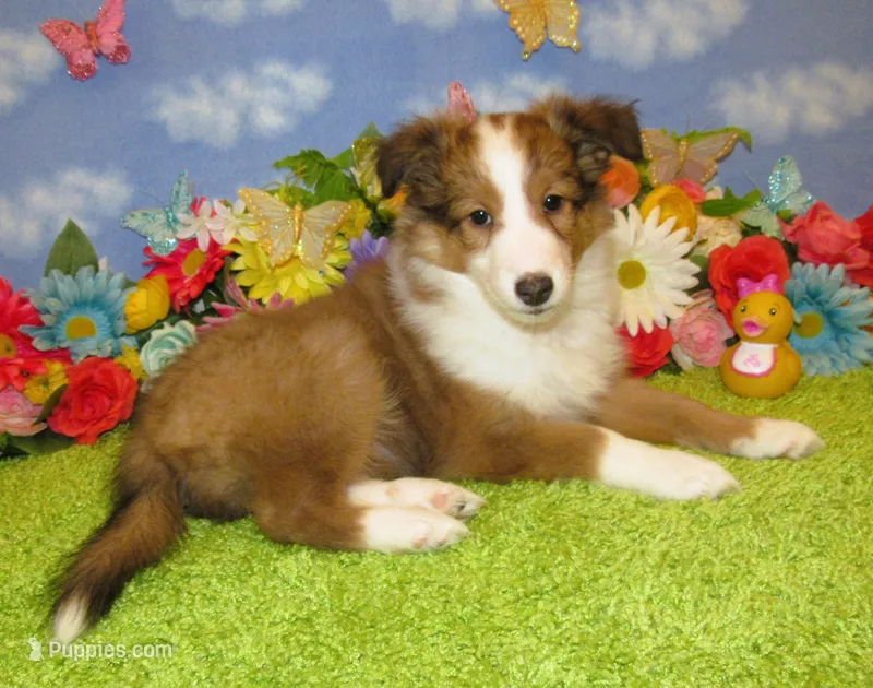 Girl 6 Sable and White Sheltie Puppy – Shetland Sheepdog puppy for sale in Oregon City, OR
