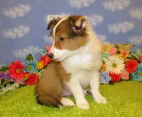 Boy 3 Sable and White Sheltie Puppy, a male Shetland Sheepdog for sale in Oregon City, OR – 9 of 10