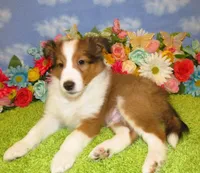 Boy 2 Sable and White Sheltie Puppy, a male Shetland Sheepdog for sale in Oregon City, OR – 6 of 10