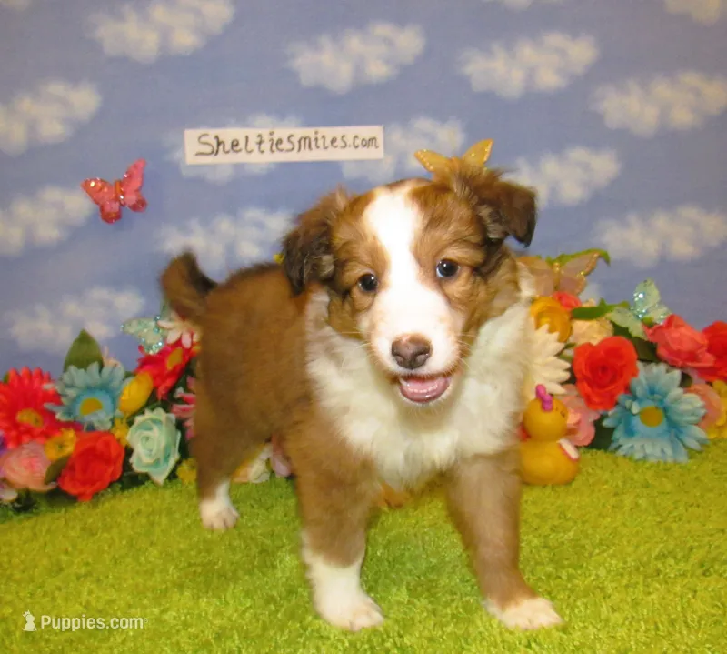 Girl 6 Sable and White Sheltie Puppy – Shetland Sheepdog puppy for sale in Oregon City, OR