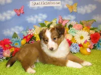 Girl 6 Sable and White Sheltie Puppy, a female Shetland Sheepdog for sale in Oregon City, OR – 7 of 10