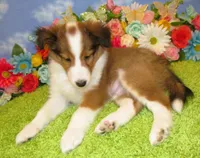 Boy 2 Sable and White Sheltie Puppy, a male Shetland Sheepdog for sale in Oregon City, OR – 10 of 10