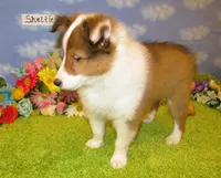 Boy 3 Sable and White Sheltie Puppy, a male Shetland Sheepdog for sale in Oregon City, OR – 6 of 10