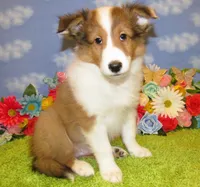 Boy 3 Sable and White Sheltie Puppy, a male Shetland Sheepdog for sale in Oregon City, OR – 3 of 10