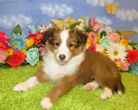 Girl 6 Sable and White Sheltie Puppy, a female Shetland Sheepdog for sale in Oregon City, OR – 8 of 10
