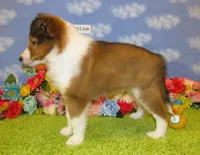 Boy 2 Sable and White Sheltie Puppy, a male Shetland Sheepdog for sale in Oregon City, OR – 4 of 10