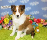 Boy 2 Sable and White Sheltie Puppy, a male Shetland Sheepdog for sale in Oregon City, OR – 2 of 10