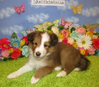 Girl 5 Sable and White Sheltie Puppy, a female Shetland Sheepdog for sale in Oregon City, OR – 4 of 10