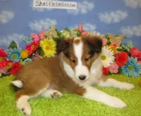 Boy 2 Sable and White Sheltie Puppy, a male Shetland Sheepdog for sale in Oregon City, OR – 9 of 10