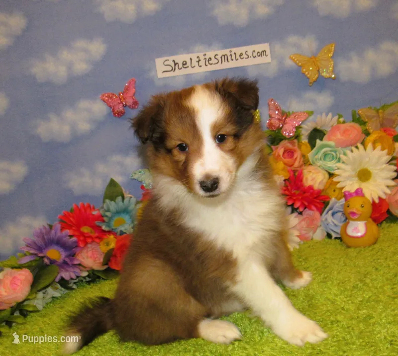 Girl 5 Sable and White Sheltie Puppy – Shetland Sheepdog puppy for sale in Oregon City, OR