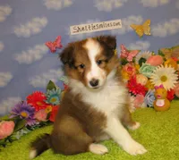 Girl 5 Sable and White Sheltie Puppy, a female Shetland Sheepdog for sale in Oregon City, OR – 1 of 10