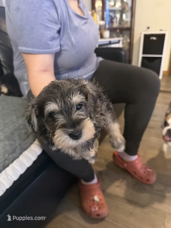 Sissy  – Miniature Schnauzer puppy for sale in Front Royal, VA