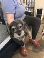 Sissy , a female Miniature Schnauzer for sale in Front Royal, VA – 1 of 1