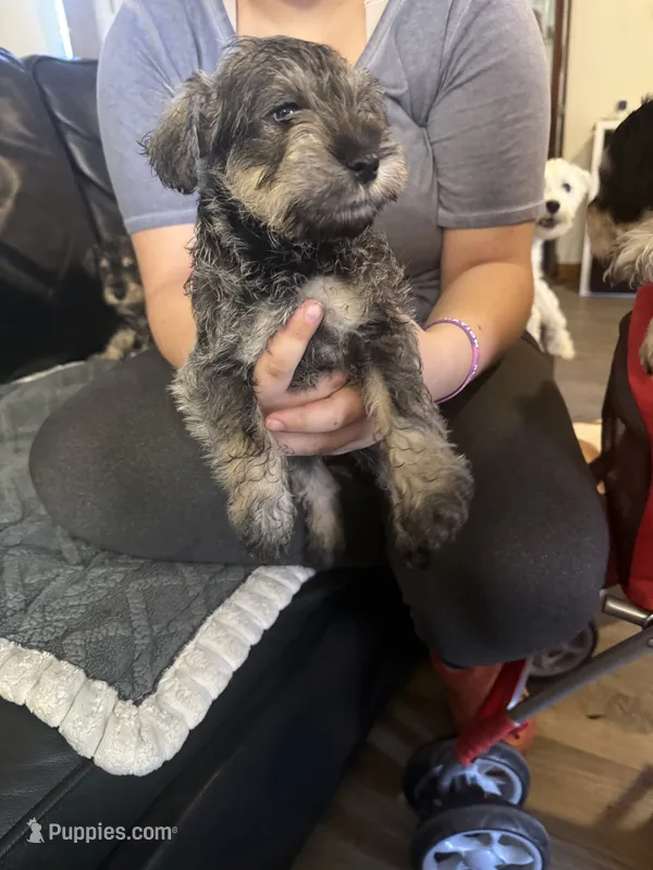 Reno  – Miniature Schnauzer puppy for sale in Front Royal, VA