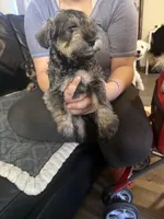 Reno , a male Miniature Schnauzer for sale in Front Royal, VA – 1 of 1