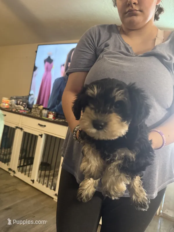 Tank  – Miniature Schnauzer puppy for sale in Front Royal, VA