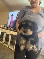 Tank , a male Miniature Schnauzer for sale in Front Royal, VA – 1 of 1