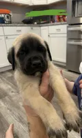 Green, a male English Mastiff for sale in Chesterton, IN – Photo 2 of 2