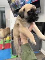 Blue, a female English Mastiff for sale in Chesterton, IN – Photo 3 of 3