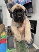 Blue, a female English Mastiff for sale in Chesterton, IN – Photo 2 of 3