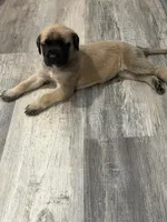 Pink, a female English Mastiff for sale in Chesterton, IN – Photo 3 of 3