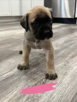 Pink, a female English Mastiff for sale in Chesterton, IN – Photo 1 of 3