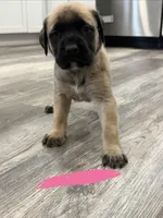 Pink, a female English Mastiff for sale in Chesterton, IN – Photo 2 of 3