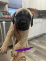 Purple, a female English Mastiff for sale in Chesterton, IN – Photo 1 of 3
