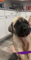Purple, a female English Mastiff for sale in Chesterton, IN – Photo 2 of 3