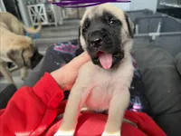 Purple, a female English Mastiff for sale in Chesterton, IN – Photo 3 of 3