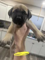 Yellow, a male English Mastiff for sale in Chesterton, IN – Photo 3 of 3